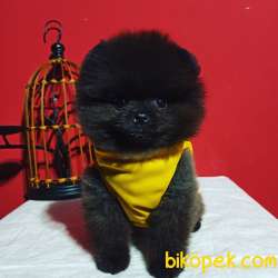 POMERANİAN BOO YAVRULARI İLETİŞİM İÇİN LÜTFEN ARAYIN 1