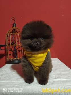 POMERANİAN BOO YAVRULARI İLETİŞİM İÇİN LÜTFEN ARAYIN 2