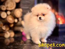 POMERANİAN BOO YAVRULARI ISTANBUL 2