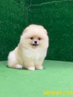 Pomeranian Boo Yavrularımız 1 3