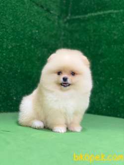 Pomeranian Boo Yavrularımız 1 5