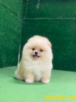 Pomeranian Boo Yavrularımız 1 2