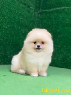 Pomeranian Boo Yavrularımız 1 4