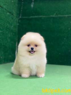 Pomeranian Boo Yavrularımız 1 1