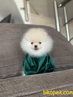 Pomeranian Boo Yavrularımız 3