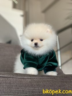 Pomeranian Boo Yavrularımız 2