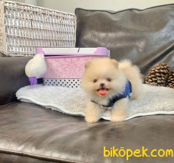 POMERANİAN BOO YAVRULARİMİZ 2
