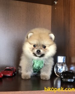 Pomeranian Boo Yavrularımız 3