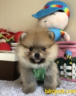 Pomeranian Boo Yavrularımız 2