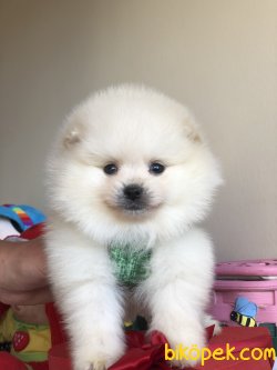 Pomeranian Boo Yavrularımız 3