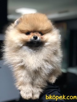 POMERANİAN BOO YAVRULARIMIZ 2