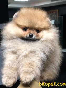 POMERANİAN BOO YAVRULARIMIZ 3