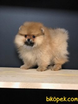 POMERANİAN BOO YAVRULARIMIZ 1