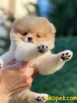 Pomeranian Boo Yavrularımız 5