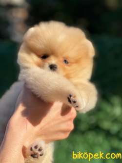 Pomeranian Boo Yavrularımız 3
