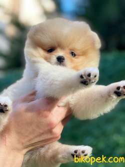 Pomeranian Boo Yavrularımız 4