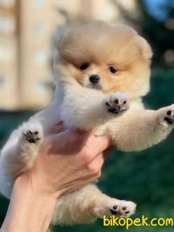 Pomeranian Boo Yavrularımız 2