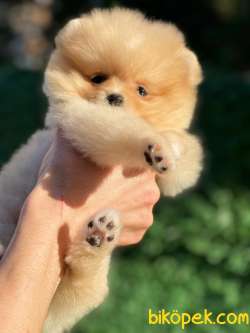 Pomeranian Boo Yavrularımız 1
