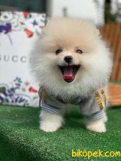 Pomeranian Boo Yavrularımız 1