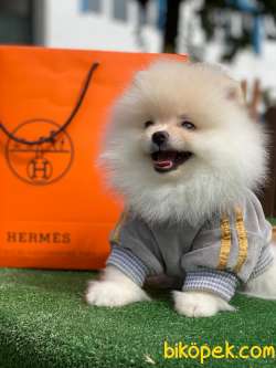 Pomeranian Boo Yavrularımız 3