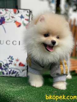 Pomeranian Boo Yavrularımız 2