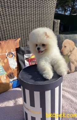 Pomeranian Boo Yavrularımız 3