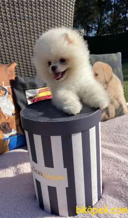 Pomeranian Boo Yavrularımız 1