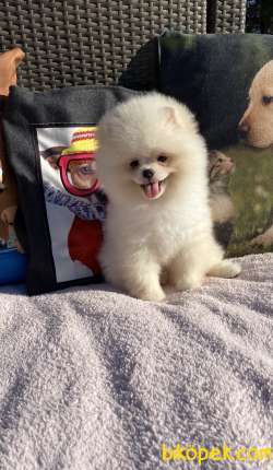 Pomeranian Boo Yavrularımız 2