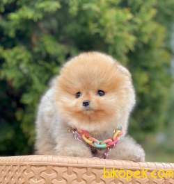 Pomeranian Boo Yavrularımız 2