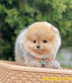 Pomeranian Boo Yavrularımız 1