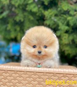 Pomeranian Boo Yavrularımız 3