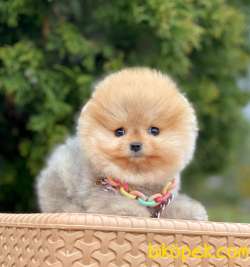 Pomeranian Boo Yavrularımız 4