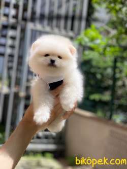 Pomeranian Boo Yavrularımız 1