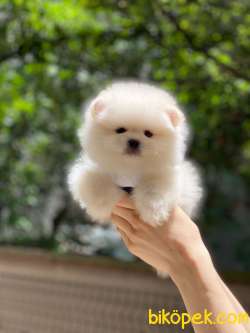 Pomeranian Boo Yavrularımız 2