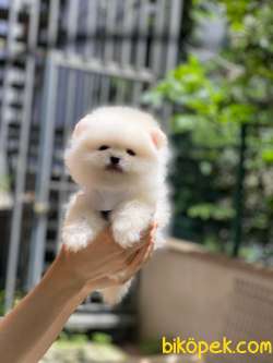 Pomeranian Boo Yavrularımız 4