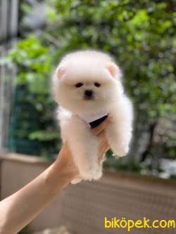 Pomeranian Boo Yavrularımız 3