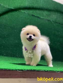 Pomeranian Boo Yavrularımız Chaapoo 3