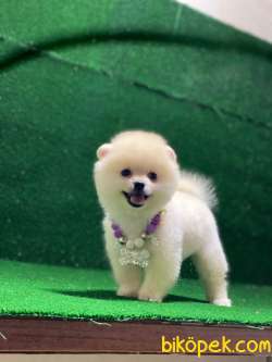 Pomeranian Boo Yavrularımız Chaapoo 1