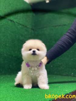 Pomeranian Boo Yavrularımız 2