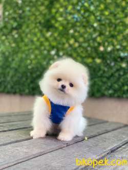 Pomeranian Boo Yavrularımız 1 4