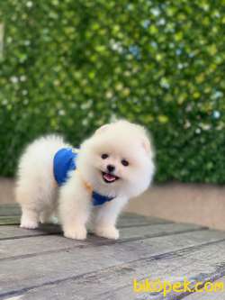 Pomeranian Boo Yavrularımız 1 2