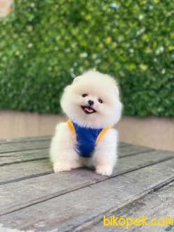 Pomeranian Boo Yavrularımız 1