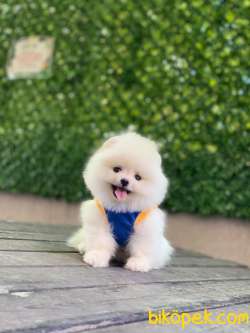 Pomeranian Boo Yavrularımız 1 5