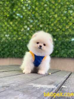 Pomeranian Boo Yavrularımız 1 3