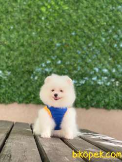 Pomeranian Böö Yavrularımız 4