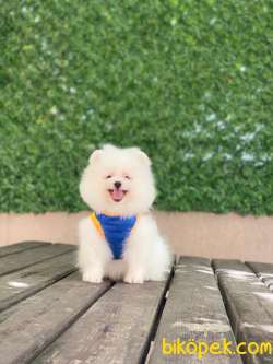 Pomeranian Böö Yavrularımız 4