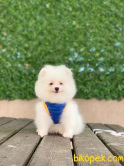 Pomeranian Böö Yavrularımız 5