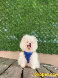 Pomeranian Böö Yavrularımız 2