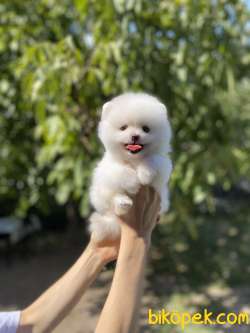 Pomeranian Boo Yavrularımız New 3