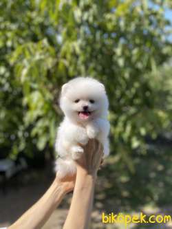 Pomeranian Boo Yavrularımız New 4